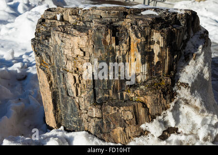 Legno pietrificato nella parte anteriore del centro visitatori presso il Mammoth Hot Springs. Parco Nazionale di Yellowstone, Wyoming negli Stati Uniti. Foto Stock