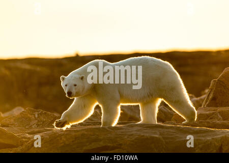 Canada, Nunavut Territorio, impostando il sole di mezzanotte luci orso polare (Ursus maritimus) passeggiate lungo la costa rocciosa dalla Baia di Hudson Foto Stock