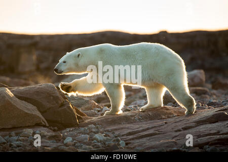 Canada, Nunavut Territorio, impostando il sole di mezzanotte luci orso polare (Ursus maritimus) passeggiate lungo la costa rocciosa dalla Baia di Hudson Foto Stock