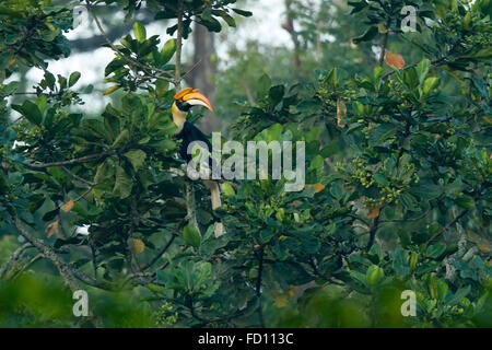 Grande Hornbill (Buceros simum) battenti in natura a nelliyampathy area forestale, Kerala, India Foto Stock