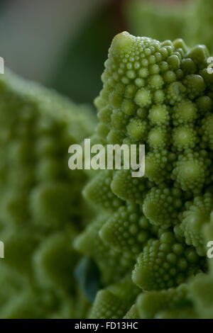 Chiudere con attenzione per il dettaglio nella tessitura di un Broccolo romanesco con una sorta di un frattale o pattern Foto Stock