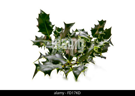Unione Holly (Ilex aquifolium) foglie con nessun frutto (berrys) su uno sfondo bianco Foto Stock