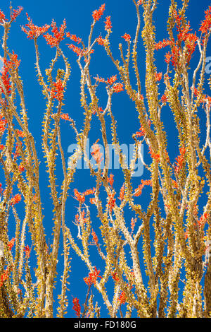 Ocotillo (fouquieria splendens) a Joshua Tree National Park, California Foto Stock
