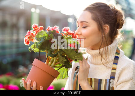 Ispirato sorridente giovane donna fioraio profumati fiori di begonia in serra Foto Stock