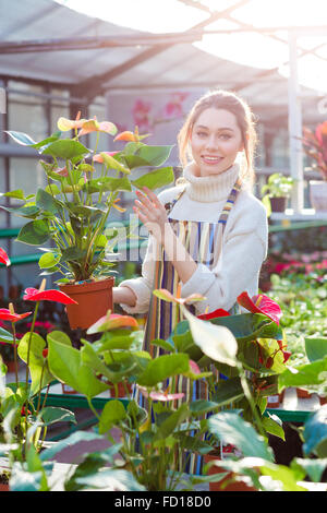 Sorridente carino donna giovane giardiniere nel grembiule a strisce holding pentola floreale con anthurium in aranciera Foto Stock