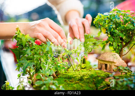 Primo piano della mini giardino con piccoli alberi e casa curata da donna mani Foto Stock