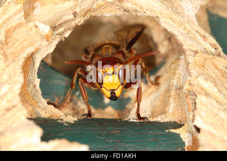 Hornet (Vespa crabro), il lavoratore all'ingresso del nido, Renania settentrionale-Vestfalia, Germania Foto Stock