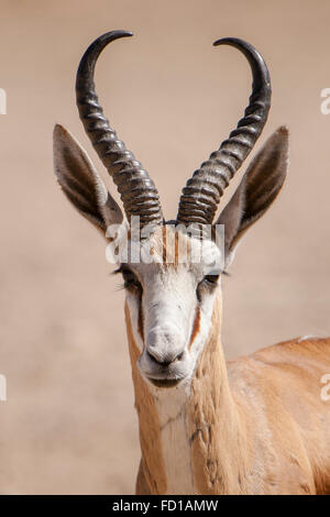 Springbok antilope (Antidorcas marsupialis), buck, ritratto, Kgalagadi transfrontaliera Parco Nazionale, nel nord della provincia del Capo Foto Stock