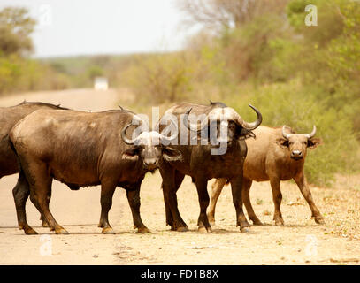 Capo i bufali (Syncerus caffer) Attraversamento stradale, Kruger National Park, Sud Africa Foto Stock