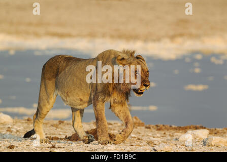 Lion (Panthera leo), capretti maschio accanto a piedi waterhole, luce della sera, il Parco Nazionale di Etosha, Namibia Foto Stock