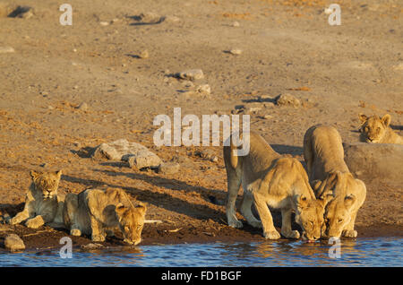 Lion (Panthera leo), bere due femmine con tre subadult cuccioli maschi a Waterhole, il Parco Nazionale di Etosha, Namibia Foto Stock