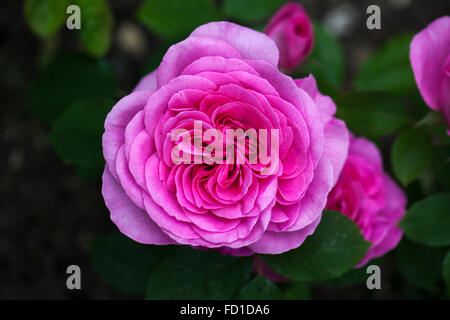 Primo piano di David Austin rosa Rose Gertrude Jekyll fiorito in un giardino inglese, Inghilterra, Regno Unito Foto Stock