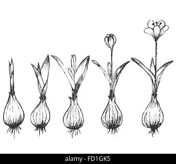 La germinazione di seme isolato su bianco Illustrazione Vettoriale