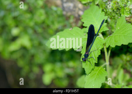 Un nero e rosso a forma di libellula appoggiata su qualche foglia nella foresta Foto Stock
