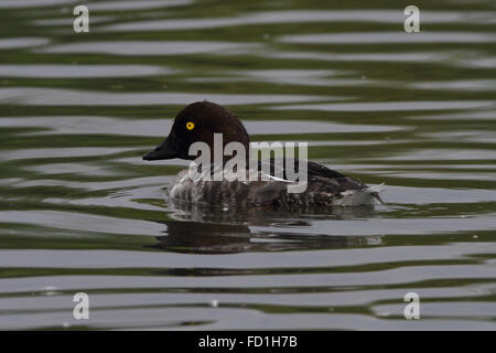 Goldeneye femmina (Bucephala clangula) Foto Stock