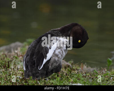 Goldeneye femmina (Bucephala clangula) Foto Stock