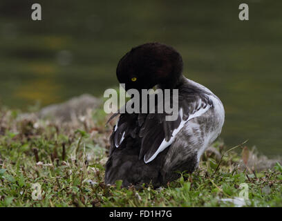 Goldeneye femmina (Bucephala clangula) Foto Stock