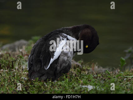 Goldeneye femmina (Bucephala clangula) Foto Stock