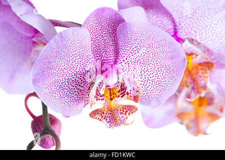 Fioritura lilla appuntita orchid phalaenopsis è isolato su sfondo bianco, primo piano Foto Stock