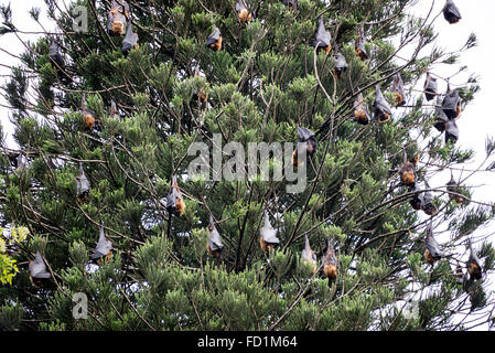 Che sospende le volpi volanti su un alto albero nella motivazione della Peradeniya Giardini Botanici 5.5km a ovest di Kandy in Sri Lanka Foto Stock