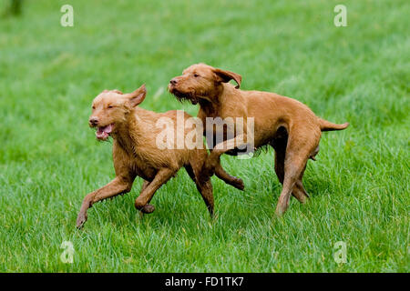 Due vizsla ungheresi con i capelli che giocano in un campo Foto Stock