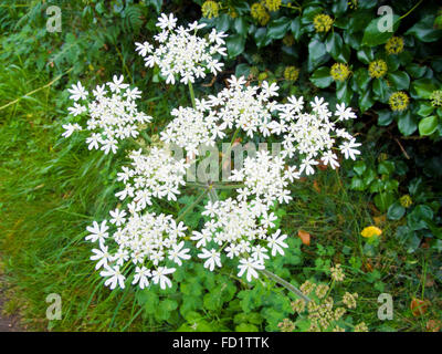 Hogweed comune ( Heracleum sphondylium ) in fiore, REGNO UNITO Foto Stock