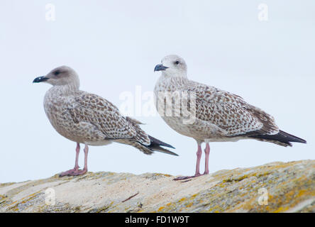 Immaturo gabbiani reali ( Larus argentatus ) arroccato su una parete, REGNO UNITO Foto Stock