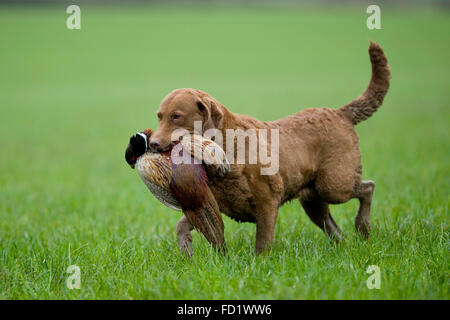 chesapeake bay retriever recuperare un fagiano Foto Stock