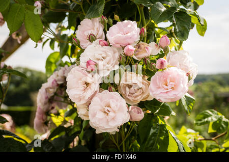 Rosa Blush Noisette fioritura in giugno Foto Stock