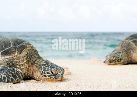 HAWAII, Stati Uniti d'America una coppia di tartarughe marine verdi (Chelonia Mydas) a riposo. Foto Stock