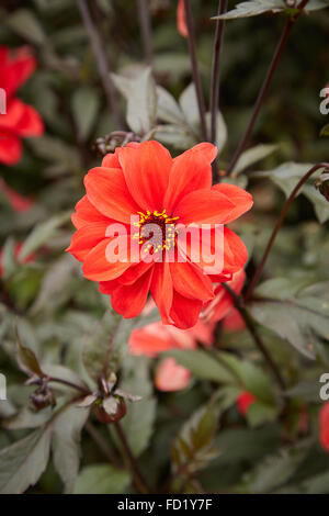 Dalia, Vescovo di Llandaff fiore a Picton Castle Gardens. Foto Stock