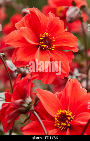 Dalia, Vescovo di Llandaff fiore a Picton Castle Gardens. Foto Stock