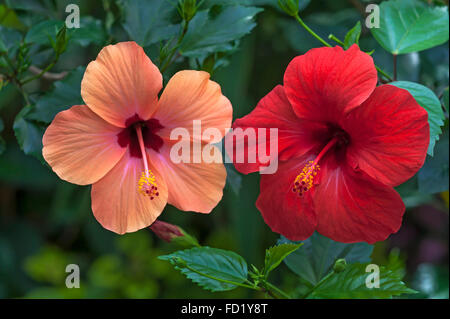 Cinese (hibiscus Hibiscus rosa-sinensis), rosso e fiori di colore rosa Foto Stock