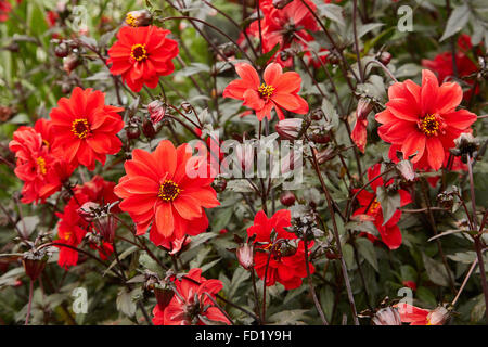 Dalia, Vescovo di Llandaff fiore a Picton Castle Gardens. Foto Stock