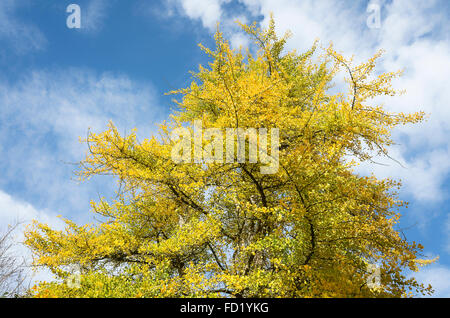 Foglie di autunno su un albero di Ginkgo NEL REGNO UNITO Foto Stock