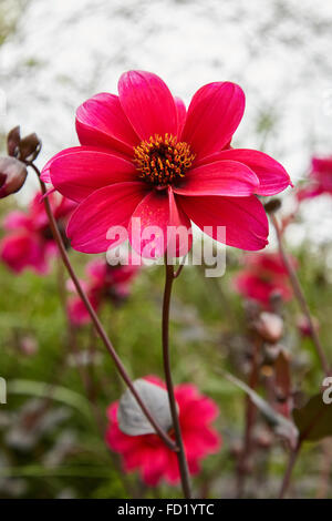 Dalia, Vescovo di Llandaff fiore a Picton Castle Gardens. Foto Stock