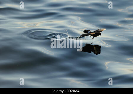 White-Vented (Elliot) Storm Petrel (Oceanites gracilis), Fernandina Island, Punta espinosa, Galapagos, Ecuador. Foto Stock