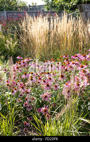 Un piccolo giardino dimostrativo piantato in stile prateria Foto Stock