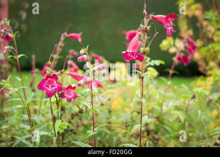 Penstemon Raven tarda fioritura nel mese di novembre in un giardino inglese Foto Stock