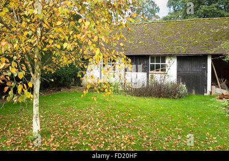 In autunno le foglie che cadono da un argento betulla in un giardino inglese Foto Stock