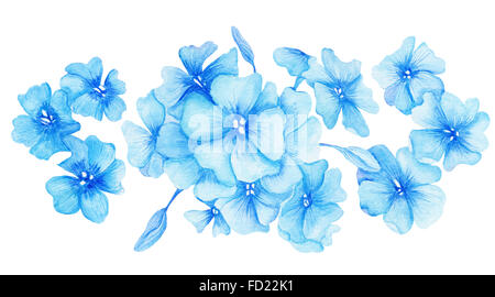 Dipinte a mano di pittura botanica con phlox isolati su sfondo bianco Foto Stock