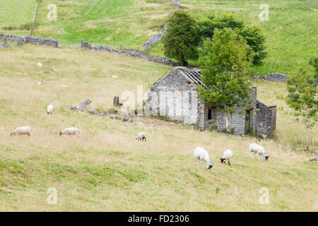 Pecore in un campo intorno alle rovine di una vecchia fattoria, Derbyshire, England, Regno Unito Foto Stock