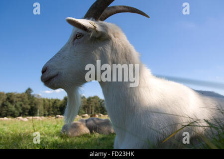 L'Europa, in Germania, in Renania settentrionale-Vestfalia, capro in Dingdener heath Hamminkeln vicino alla regione del Basso Reno Foto Stock