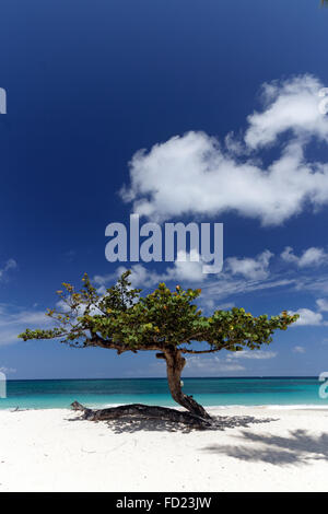 Un albero su una spiaggia caraibica Foto Stock