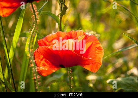 L'Europa, in Germania, in Renania settentrionale-Vestfalia, Regione del Basso Reno, mais papavero (lat. Papaver rhoeas) Foto Stock