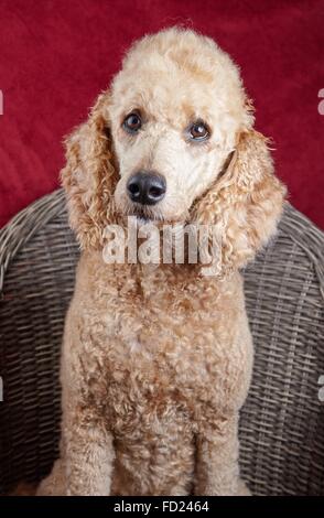 Ritratto di cane in studio. Bellissimo barboncino standard seduto su una sedia in legno con uno sfondo rosso. Foto Stock