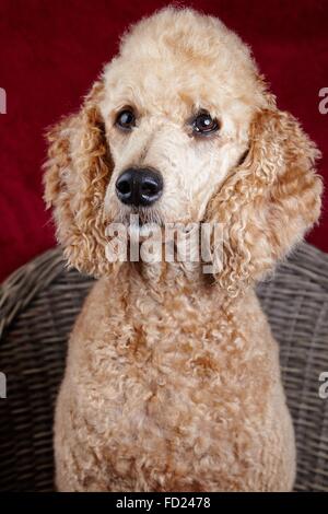 Ritratto di cane in studio. Bellissimo barboncino standard seduto su una sedia in legno con uno sfondo rosso. Foto Stock