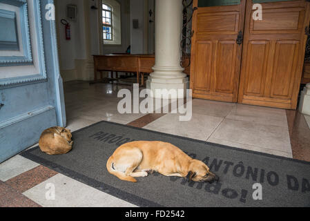 I cani dormono nella parte anteriore della Catedral Metropolitana, Santo Antonio cattedrale, Diamantina, Minas Gerais, Brasile Foto Stock