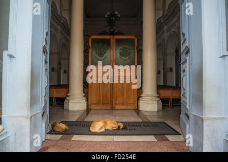 Cani dormire di fronte, Catedral Metropolitana, Santo Antonio cattedrale, Diamantina, Minas Gerais, Brasile Foto Stock