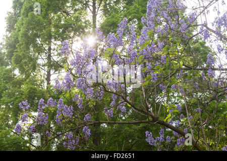 L'Europa, in Germania, in Renania settentrionale-Vestfalia, Colonia, il Volksgarden, fioritura foxglove tree. Foto Stock